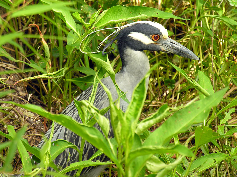 Yellow-crowned Night-Heron