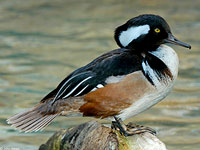 Hooded Merganser