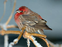 House Finch