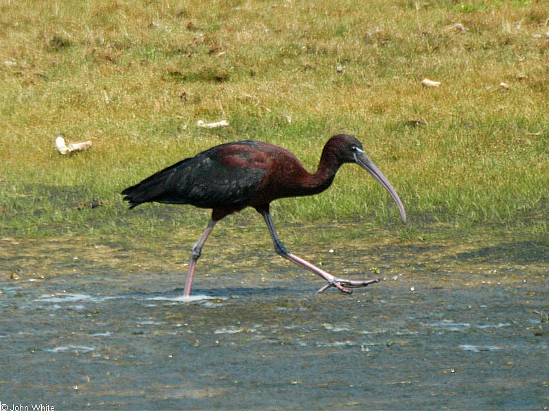 Glossy Ibis