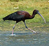 Glossy Ibis