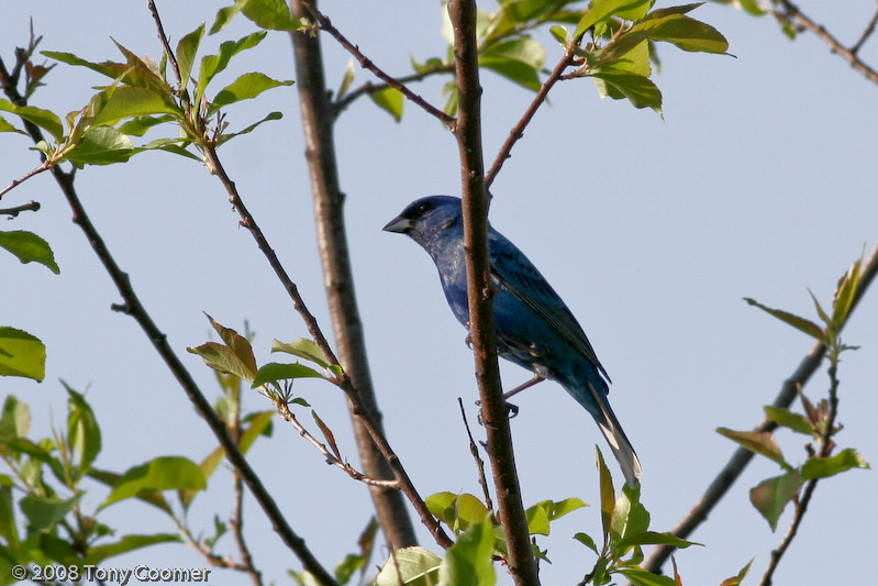 Indigo Bunting