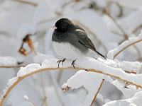 Dark-eyed Junco