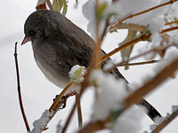 Dark-eyed Junco