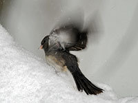 Dark-eyed Junco