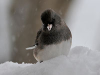 Dark-eyed Junco