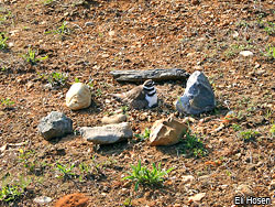 Killdeer on Nest