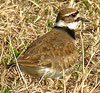 Killdeer