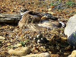 Killdeer 