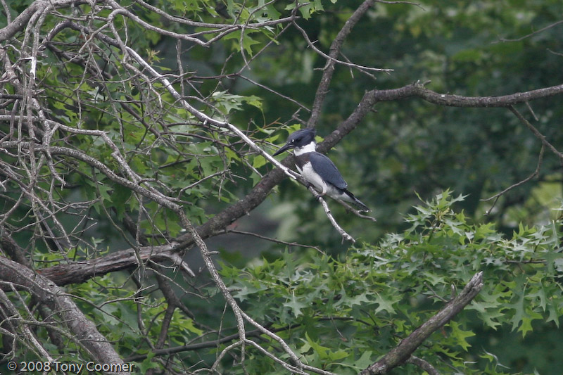 Belted Kingfisher