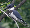 Belted Kingfisher