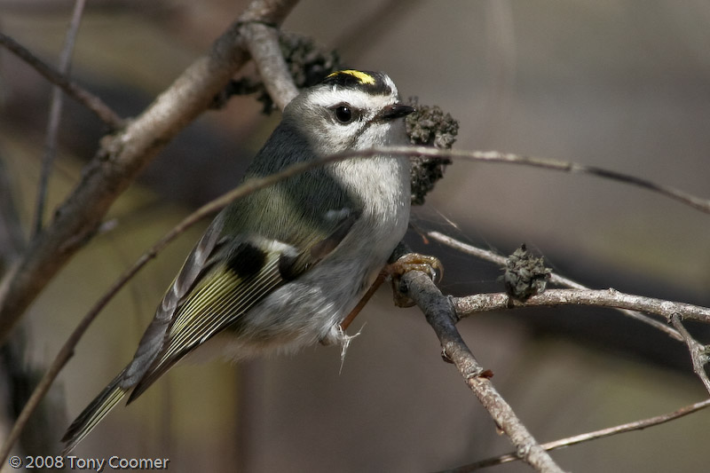 Golden-crowned Kinglet