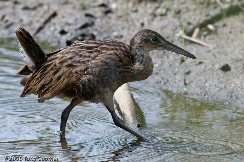 King Rail
