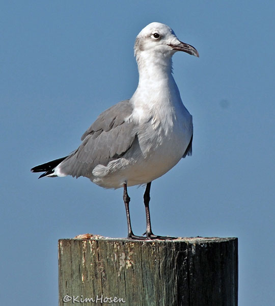 Laughing Gull