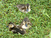 Mallard Chicks