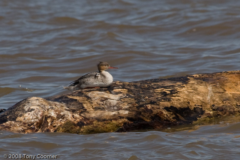 Red-breasted Merganser