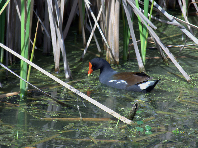 Moorhen