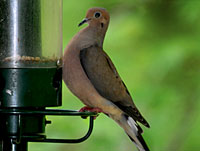 Mourning Dove