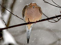 Mourning Dove