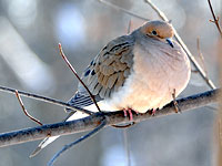 Mourning Dove