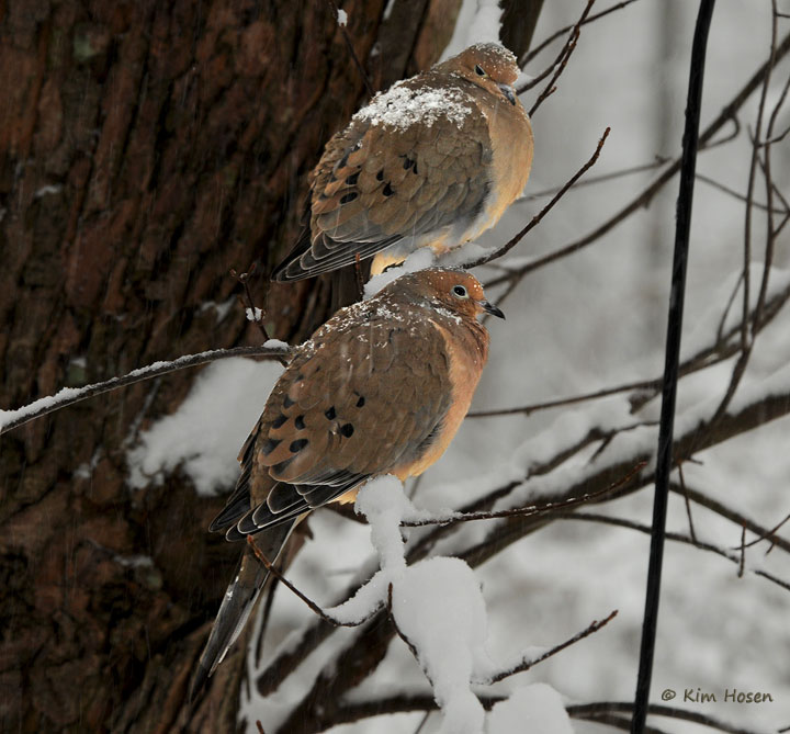 Mourning Dove