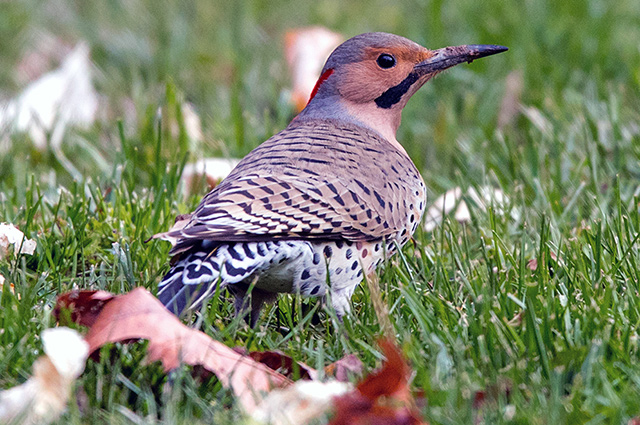 Northern Flicker