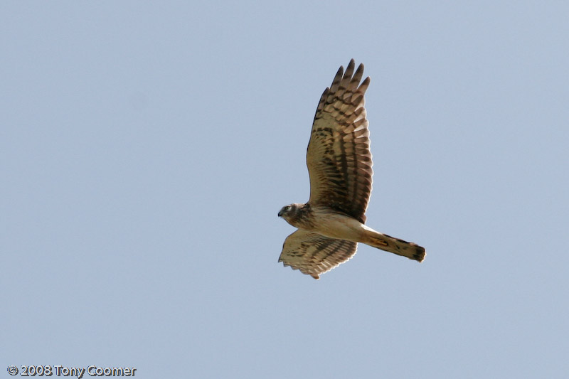 Northern Harrier