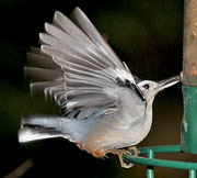 White-breasted Nuthatch