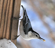 White-breasted Nuthatch
