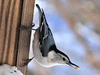 White-breasted Nuthatch