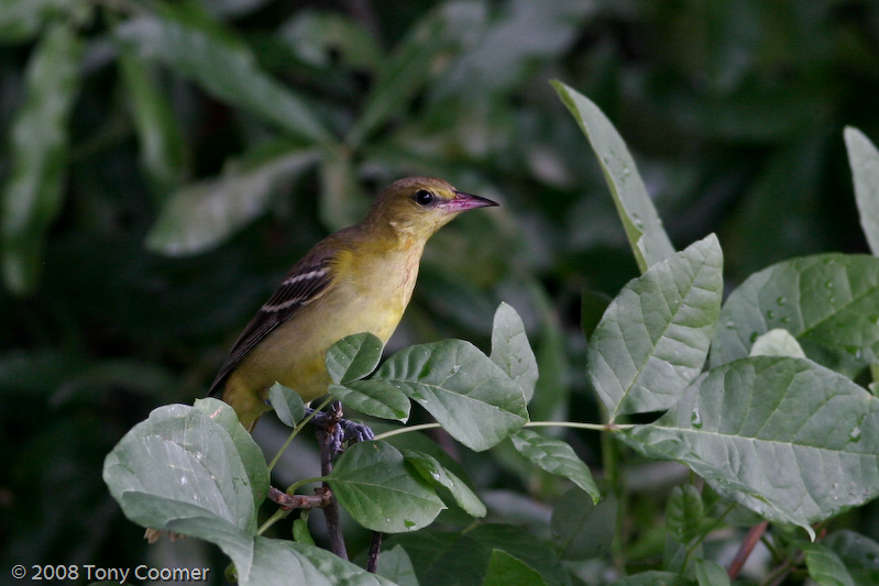 Orchard Oriole