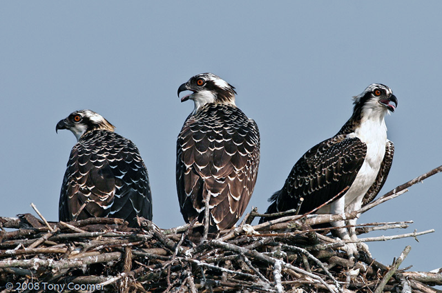 Osprey