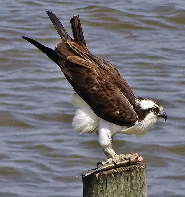 Osprey