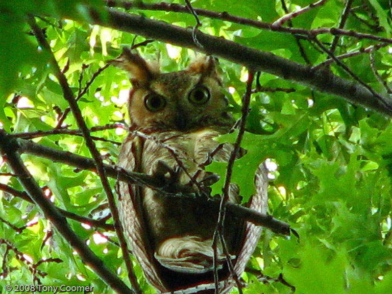 Great Horned Owl