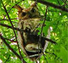 Great Horned Owl