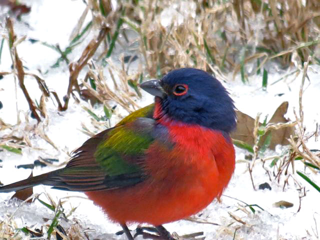 Painted Bunting