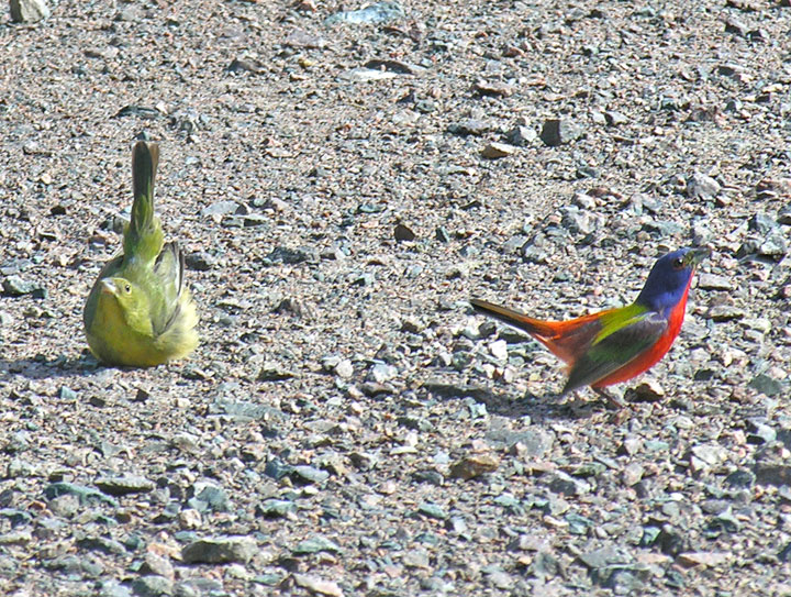 Painted Buntings courting