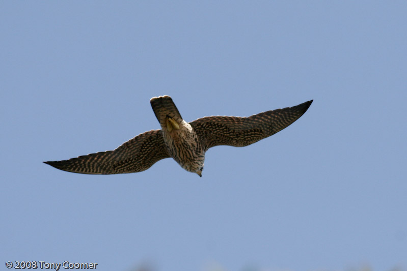 Peregrine Falcon