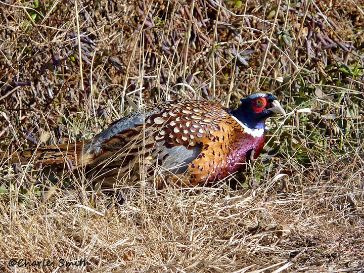 Ring-necked Pheasant