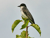 Eastern Phoebe