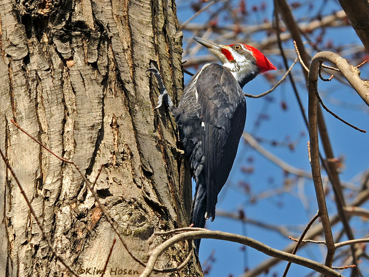 Pileated Woodpecker