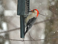 Red-bellied Woodpecker