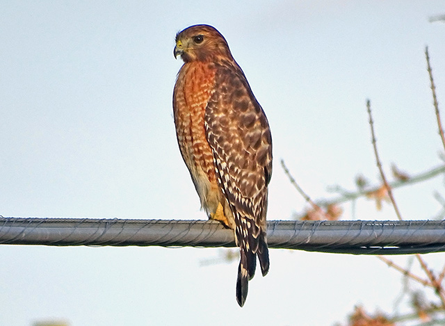 Red-shouldered Hawk