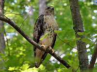 Red-tailed Hawk