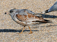 Juvenile Ring-billed Gull