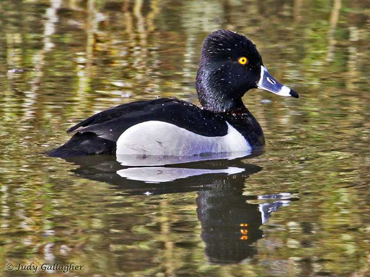 Ring-necked Duck