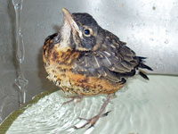 Immature Robin