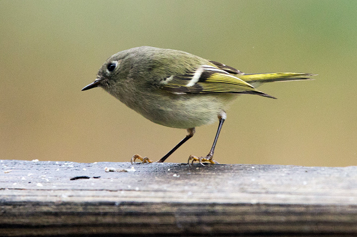 Ruby-crowned Kinglet