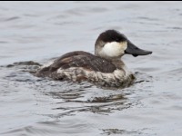 Ruddy Duck