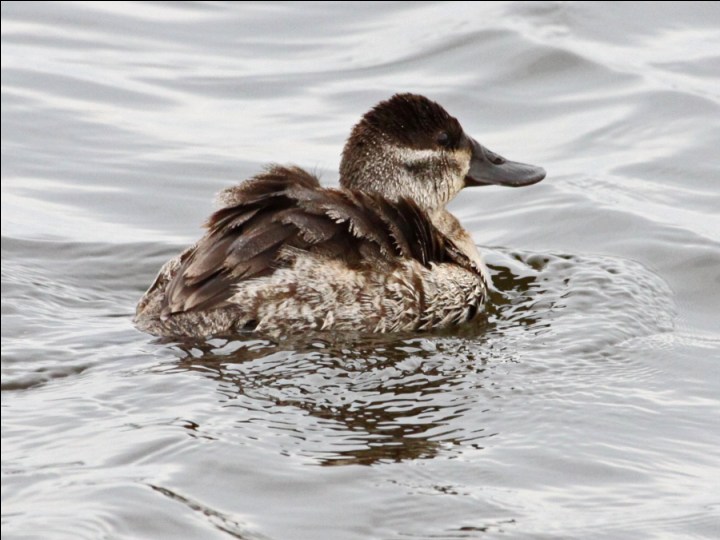 Ruddy Duck